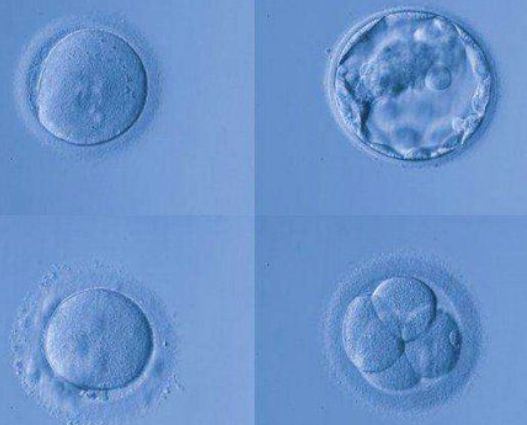 胚胎质量会影响着床