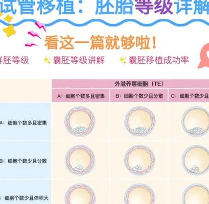 试管婴儿成功率受哪些因素影响较大？年龄和胚胎质量排前两位
