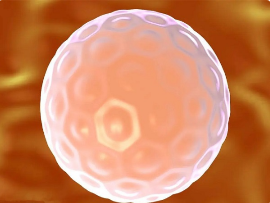 浅析试管婴儿放两个囊胚成活率，其实不如放一个更高