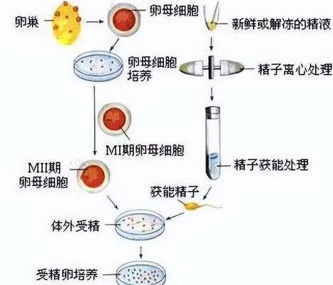 试管对女性身体有什么危害？三年生殖咨询师说出大实话
