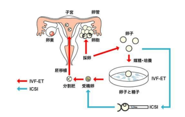 试管人工周期子宫内膜转化下降是什么原因?