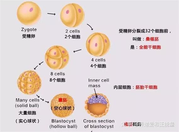 做试管婴儿胚胎质量不好是什么原因？从卵子到胚胎培养，这三步最关键