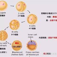 做试管婴儿胚胎质量不好是什么原因？从卵子到胚胎培养，这三步最关键