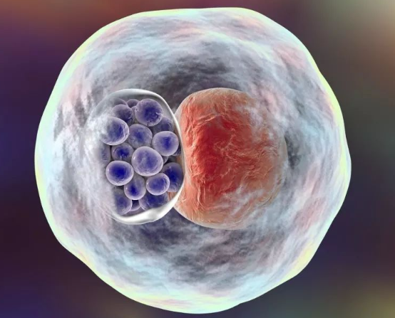 囊胚是胚胎继续发育的形态