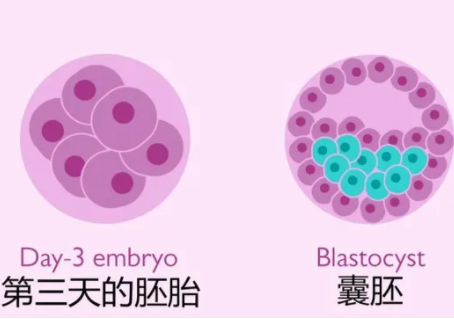 试管婴儿囊胚和冻胚有什么区别