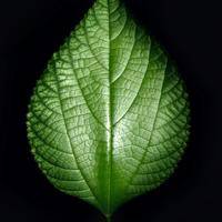 试管婴儿交流群用户头像