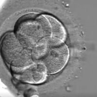 试管移植二级七细胞的胚胎后着床情况好不好？