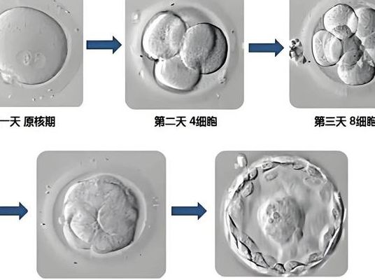 从卵母细胞采集到胚胎移植要多久？2026解读：鲜胚3天，冻胚1个多月