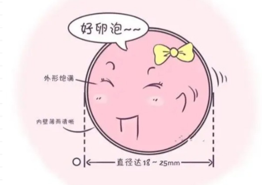 未见优势卵泡就是排了
