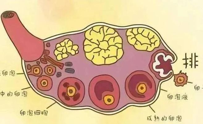 只有一个卵泡会怀双生子吗?答案可能和你想的相反