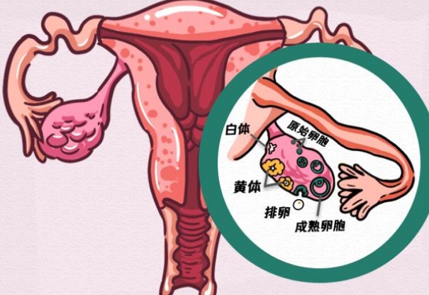 大龄夫妻俄罗斯试管的成功率高