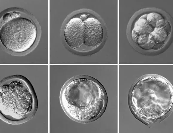 囊胚存在内外滋养层质量之分