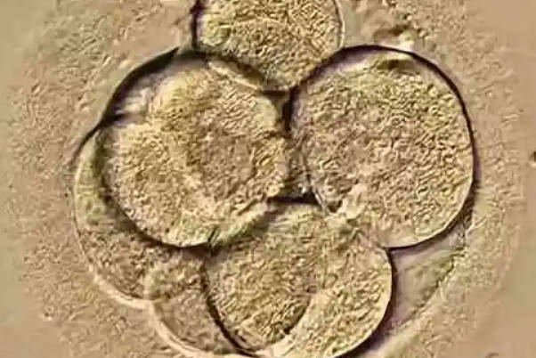 内膜厚度适宜则4bb囊胚移植成功率大