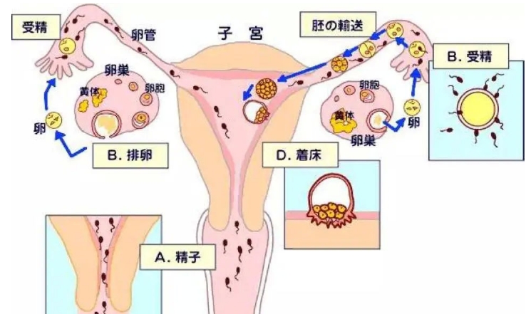 月经干净后5到6天同房会怀孕