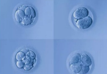 4bc的囊胚有必要移植吗