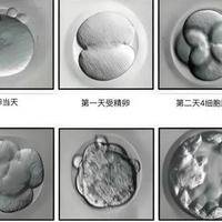 试管婴儿真的质量好吗？三个角度看清胚胎等级与成功率