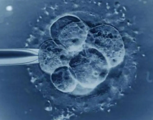 胚胎培育数量受诸多因素影响