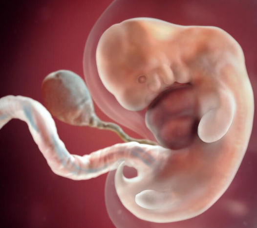 35天胚胎发育很迅速