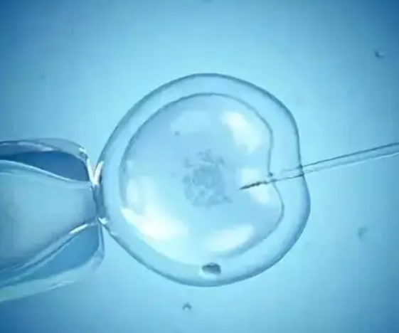 试管婴儿是移植胚胎技术