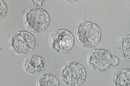 4ba囊胚质量怎么样？移植成功率高不高？一次给你讲明白