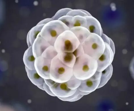 什么胚胎可以达到养囊级别？养囊就一定100%成功吗？
