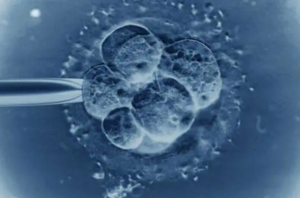 移植2个冻胚一次成功率有多少，移植后有什么风险吗？