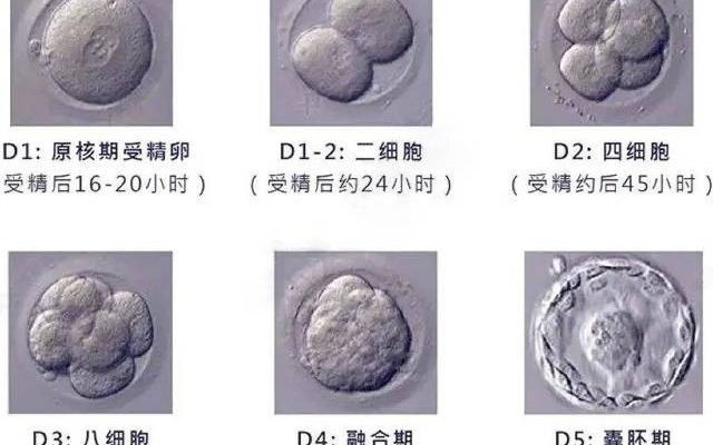 32岁双侧输卵管堵塞，试管一路磕绊，囊胚移植第十天，双杠！手抖到停不下