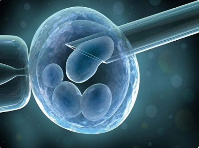 授精卵培养成胚胎需要4天左右