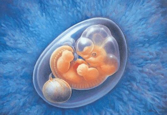 试管婴儿是不是能生出健康的宝贝，我靠5个判断维度想明白