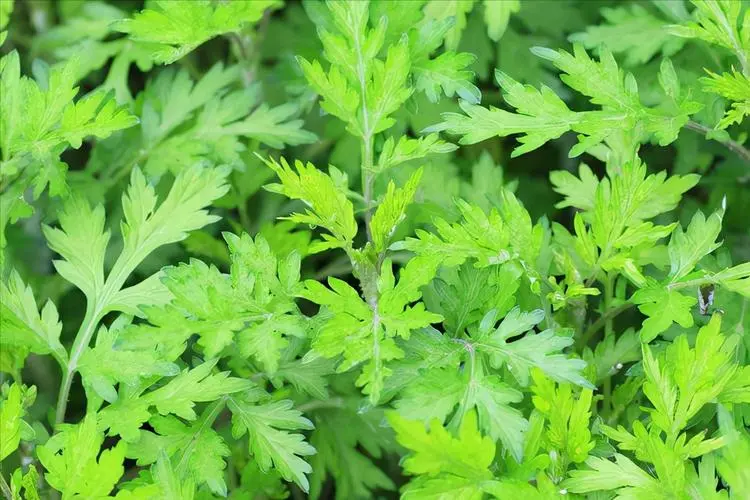 试管期间用艾草泡脚来达到促排卵的目的可行吗？