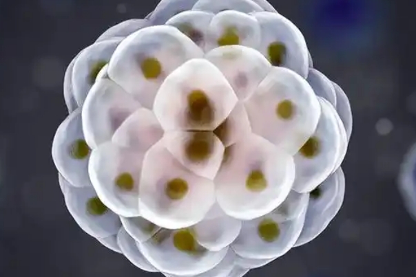 0PN囊胚可能会移植成功