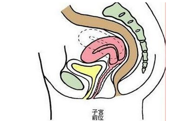 子宫前位