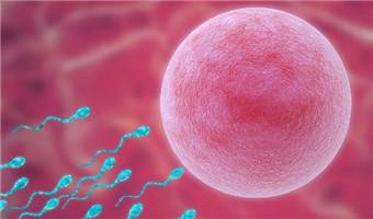 胚胎16号染色体异常的原因