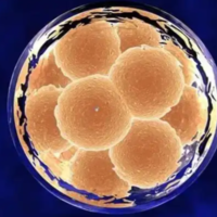 养囊4天的胚胎可以移植了吗，成功率怎么样?