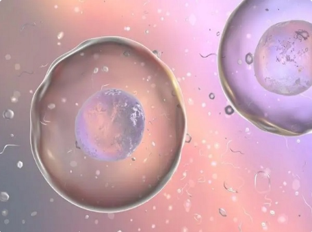 胚胎分化成双胞胎几率很低