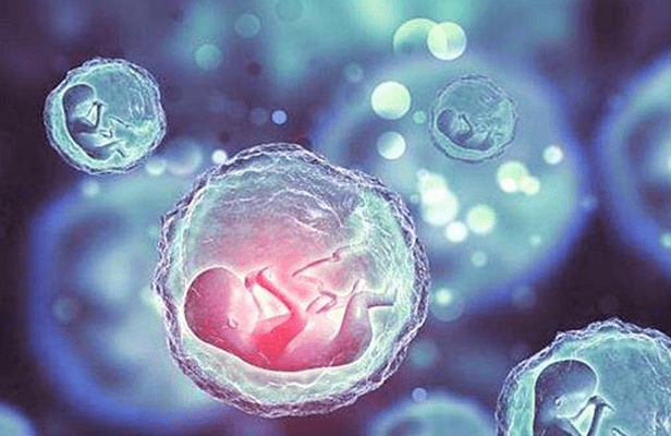 雌二醇高移植鲜胚容易流产