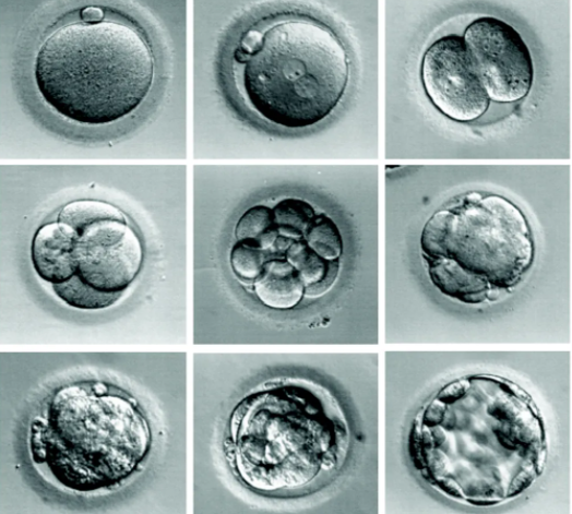 试管胚胎质量不好影响成功率怎么办？