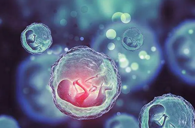 试管放2个胚胎的成活率