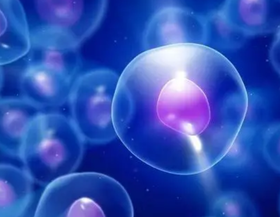 卵泡培养成胚胎有一定标准，直径18mm才具备受精能力