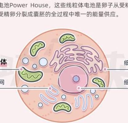 林然38岁三次试管失败，医生说卵子线粒体活性不够，卵子老化，生育终点。
