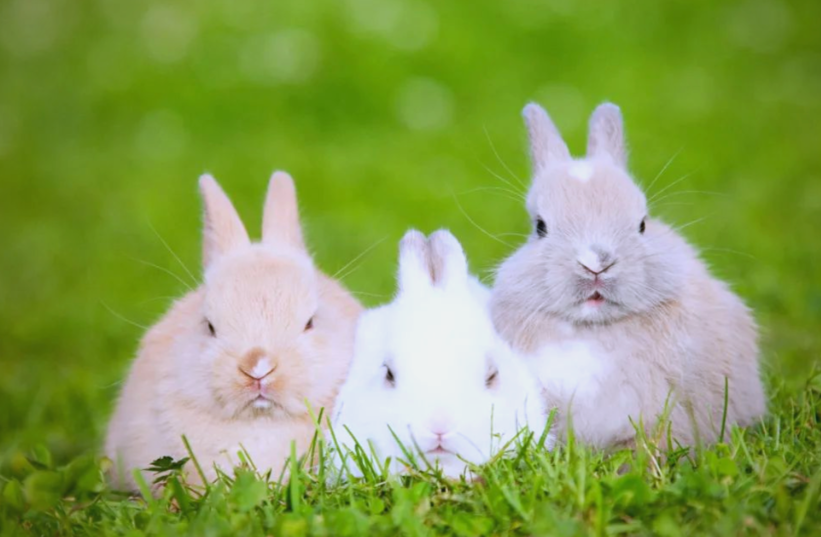 2026年备孕兔宝宝要忌讳几月出生呢?