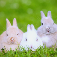 2026年备孕兔宝宝要忌讳几月出生呢?