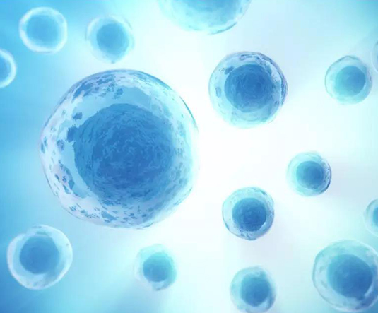 冷冻一级胚胎能保护其质量