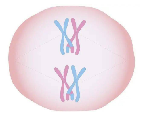 染色体异常不做试管婴儿怀孕的话会遗传吗?