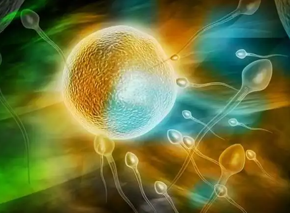 胚胎质量差是多种因素导致的