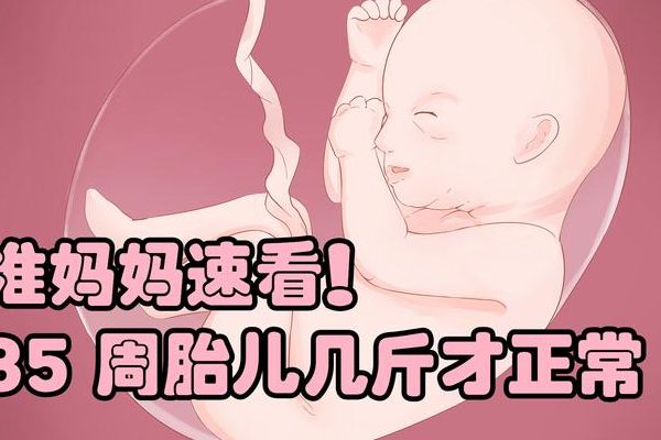 孕35周胎儿发育标准对照完，试管三年总算踏实了