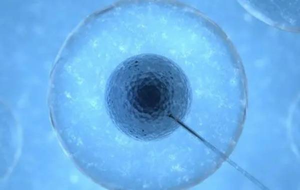 四级胚胎后期不能养成优质囊胚