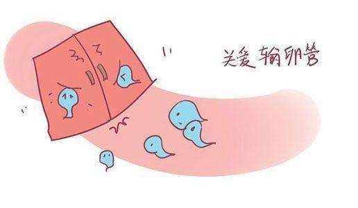 输卵管.jpg