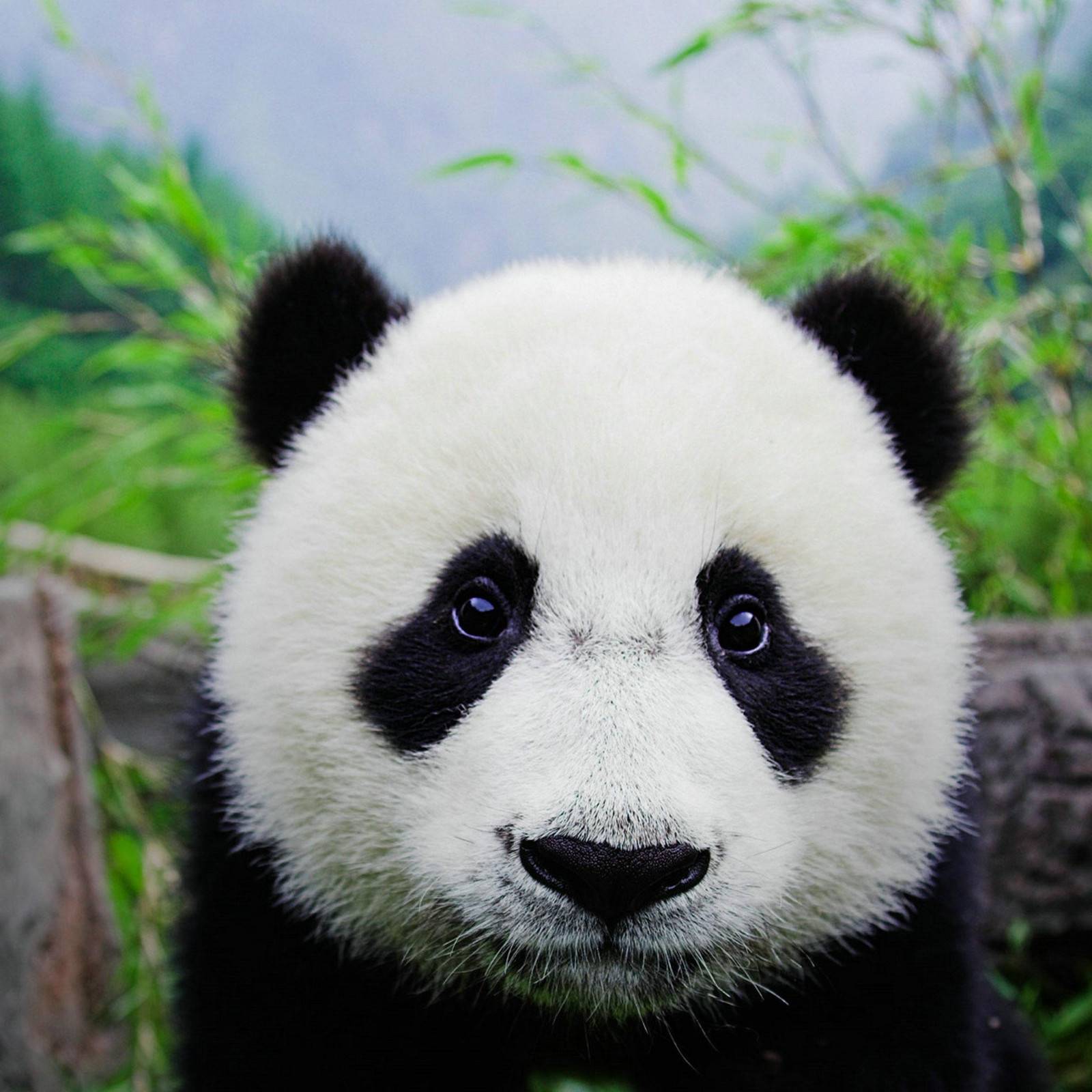我最爱的panda头像