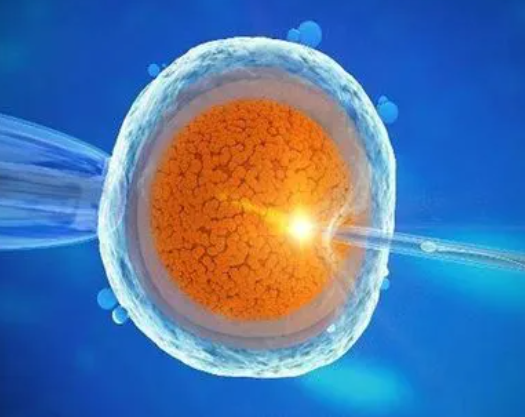 移植胚胎着床和质量有关